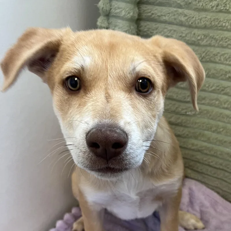 A baby medium-sized female Golden Hound dog named Namaste for adoption in Kanab, UT