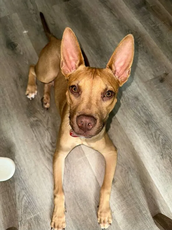 A young medium-sized male Brown / Chocolate Vizsla dog named Ben for adoption in Commerce City, CO