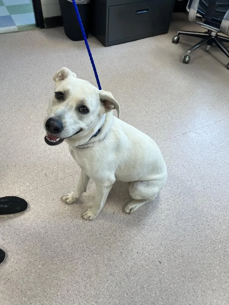 An adult medium-sized female White / Cream Shepherd dog named Phoebe for adoption in Bowling Green, OH