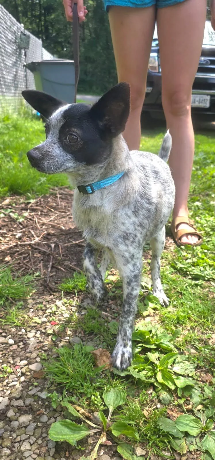 A baby medium-sized male Australian Cattle Dog / Blue Heeler dog named Stone for adoption in Salamanca, NY