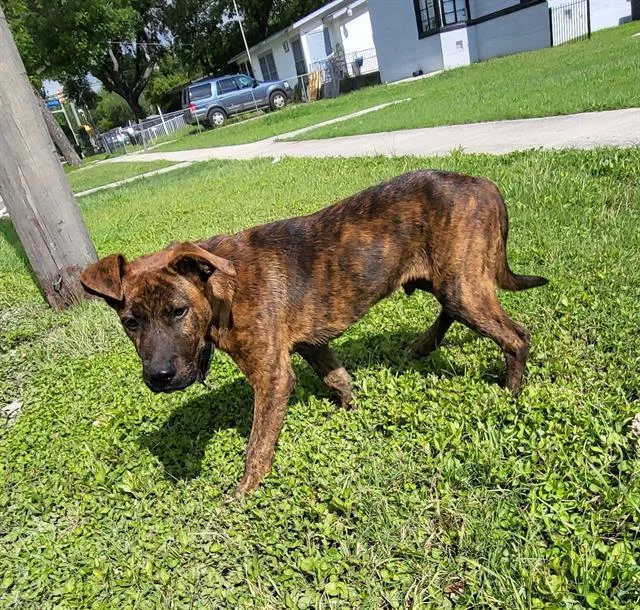 A young medium-sized male Terrier dog named Bud for adoption in San Antonio, TX