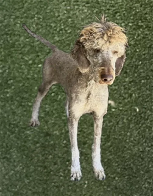 A young large-sized male Poodle dog named Doodle Bob for adoption in Lancaster, CA