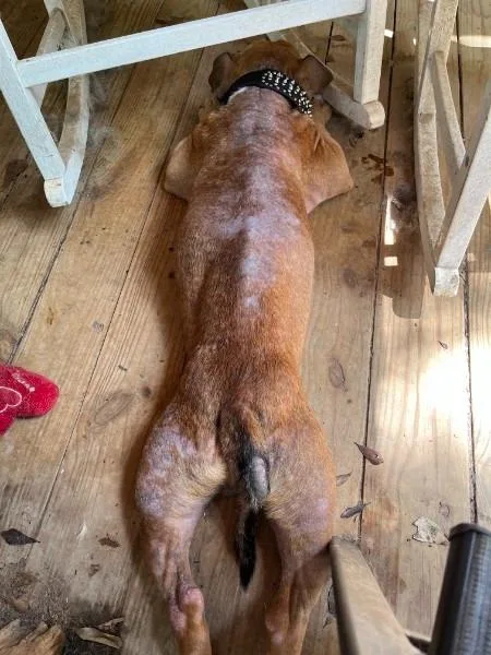 A young medium-sized male English Bulldog dog named Tyson  NY for adoption in Bryan, TX