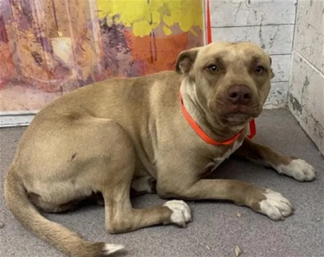 A young large-sized female Pit Bull Terrier dog named Gayle for adoption in San Bernardino, CA