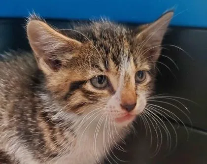 A young large-sized male Domestic Short Hair cat named Beezie for adoption in Kansas City, MO