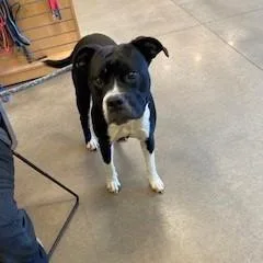 An adult large-sized male Black Pit Bull Terrier dog named Bruno for adoption in York, PA
