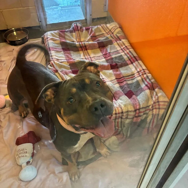 An adult large-sized female Brown / Chocolate Terrier dog named Gloria for adoption in Newark, DE