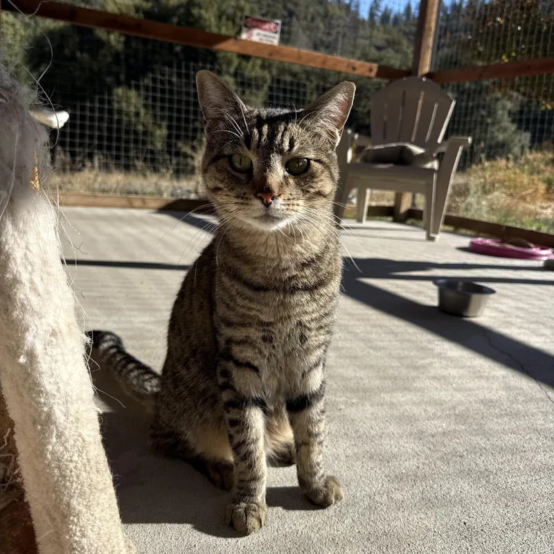 A young medium-sized male Domestic Short Hair cat named Mercury for adoption in Jacksonville, OR