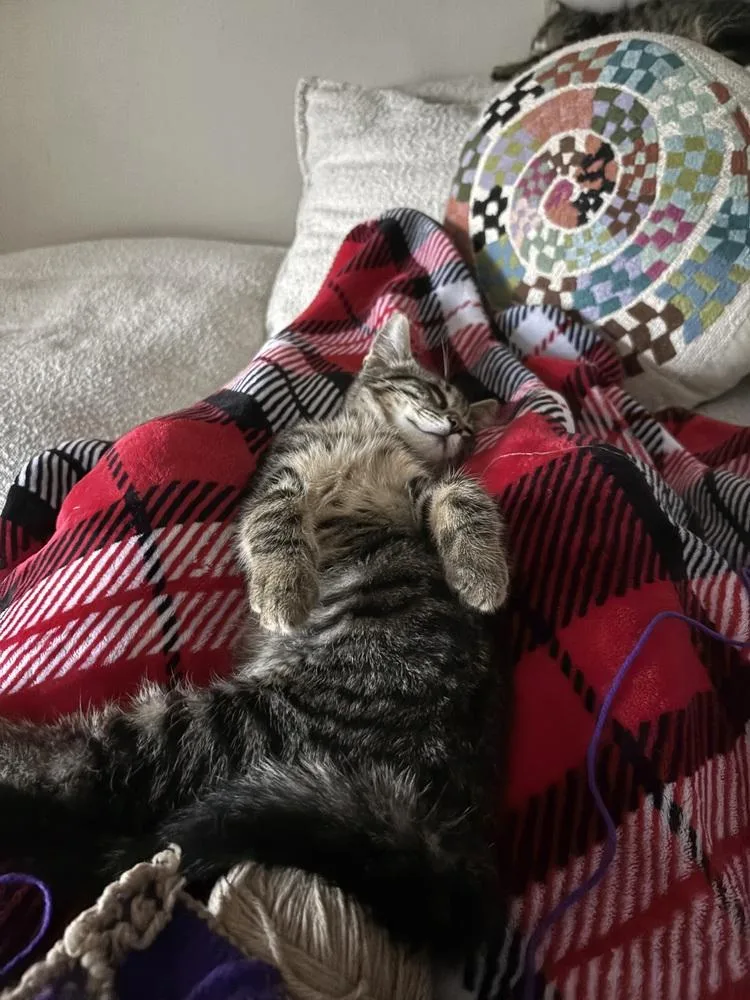A baby medium-sized male Domestic Medium Hair cat named Orbit for adoption in Lansing, MI