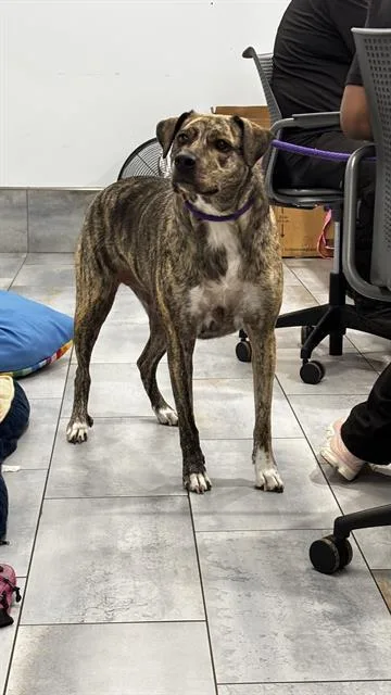 An adult large-sized female Pit Bull Terrier dog named Daisy for adoption in Charlotte, NC