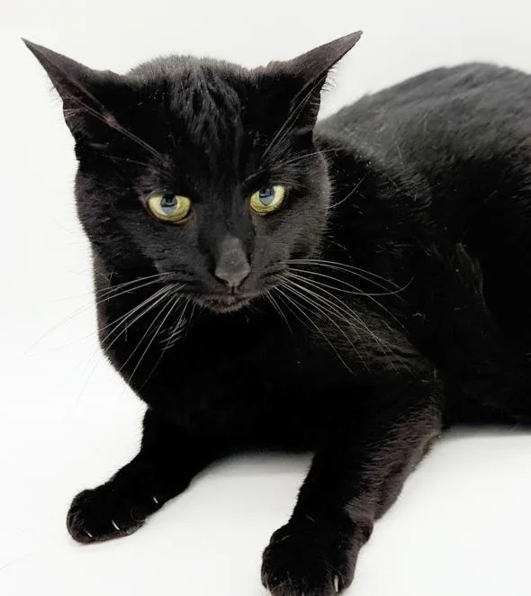 An adult medium-sized male Black Bombay cat named Bear Is The Ultimate for adoption in Bedford Hills, NY