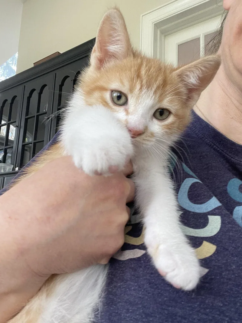 A baby medium-sized male Orange & White Domestic Short Hair cat named Egg Roll for adoption in Broomall, PA