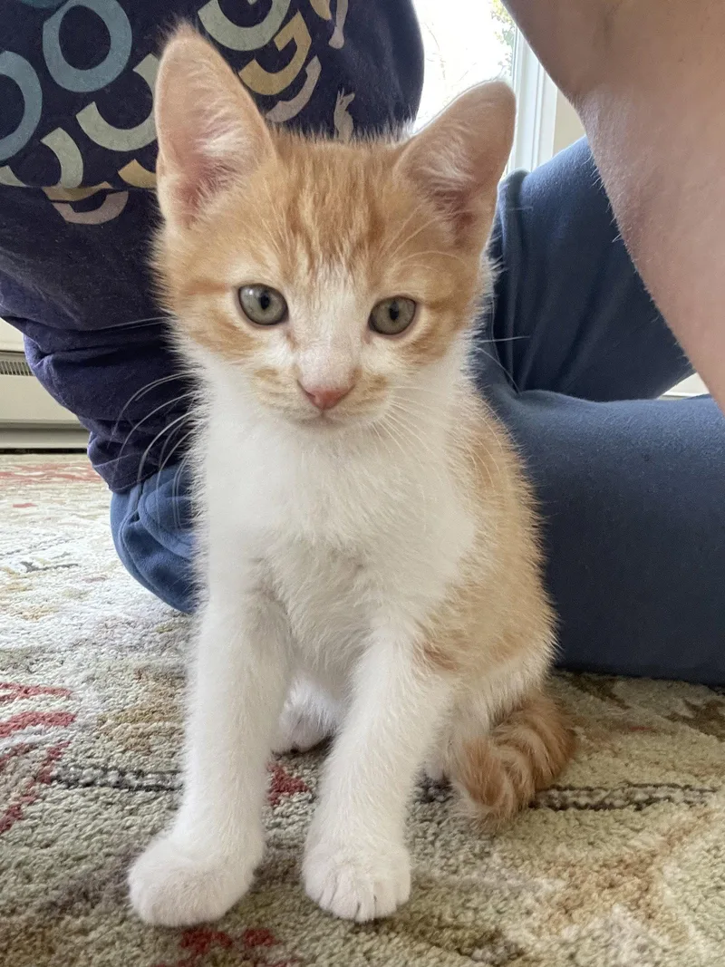 Egg Roll thumbnail 2