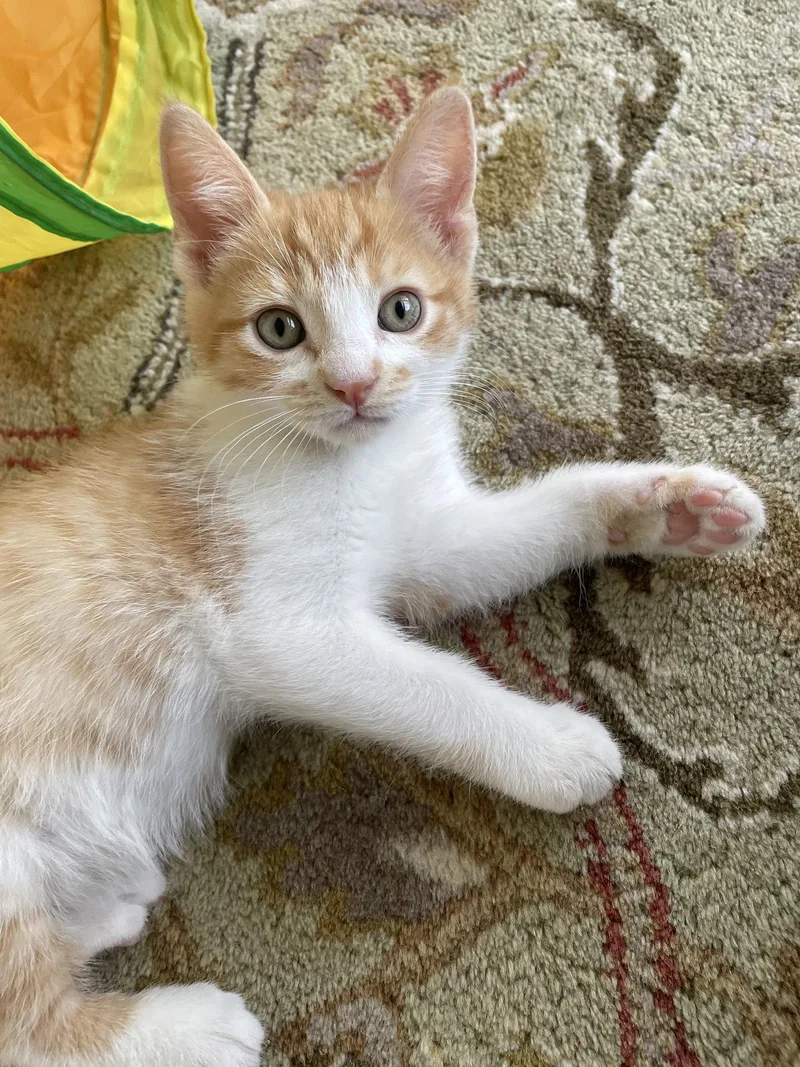 Egg Roll thumbnail 3