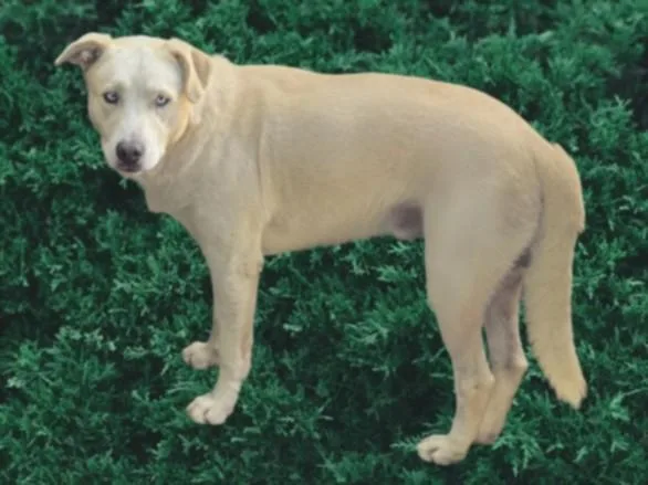 A young large-sized male Labrador Retriever dog named Grayson for adoption in Van Nuys, CA