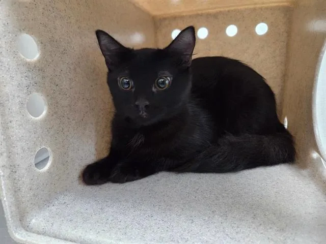 A young large-sized male Domestic Medium Hair cat named Shadow for adoption in Antioch, CA