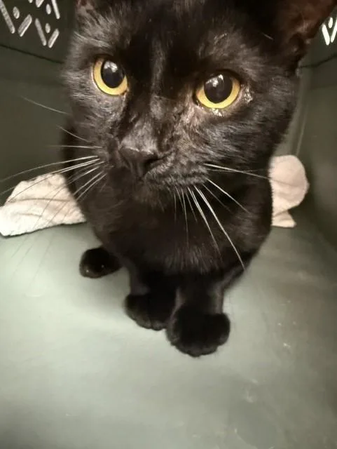 Binx
