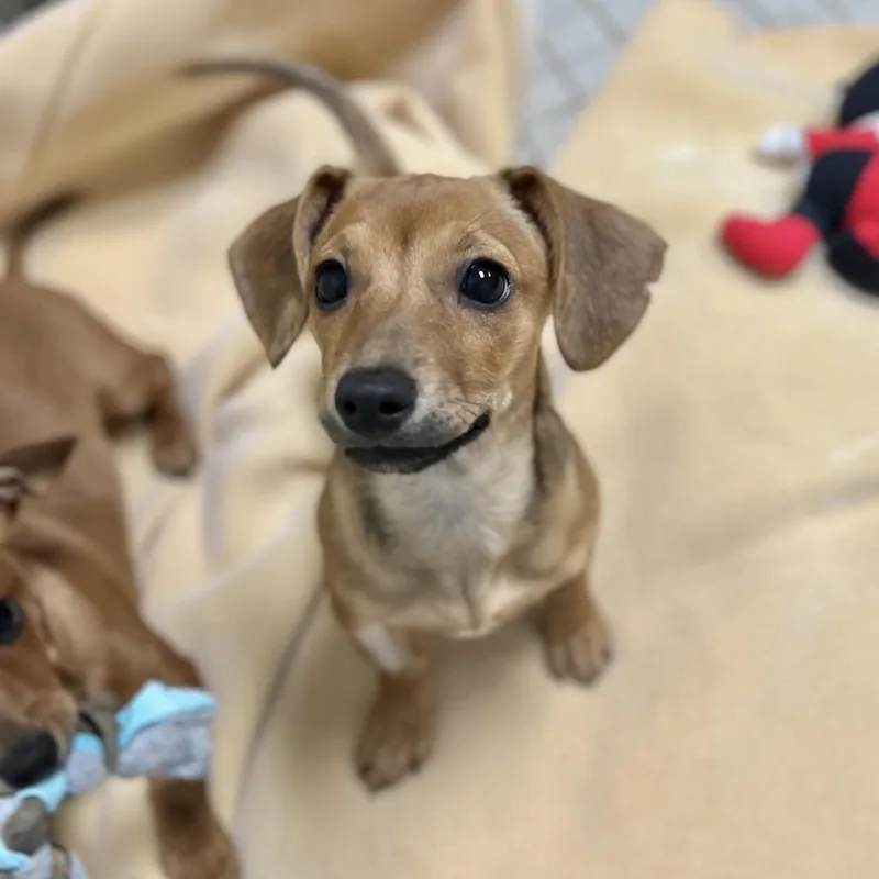 A baby small-sized female Red / Chestnut / Orange Dachshund dog named Beans for adoption in New York, NY