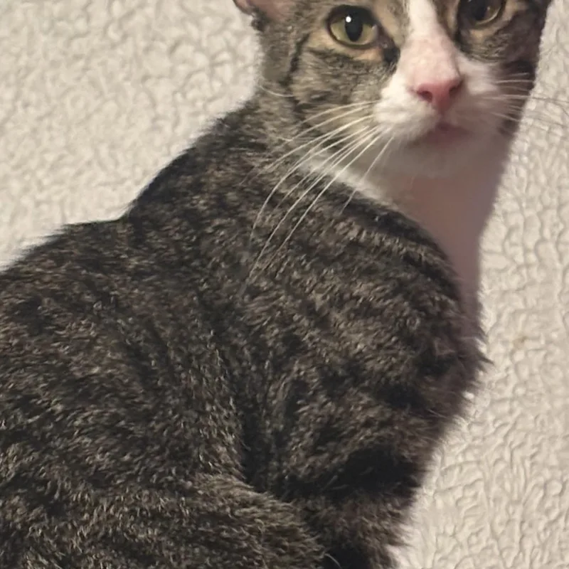 A young small-sized male Domestic Short Hair cat named Junie for adoption in Pittsburgh, PA