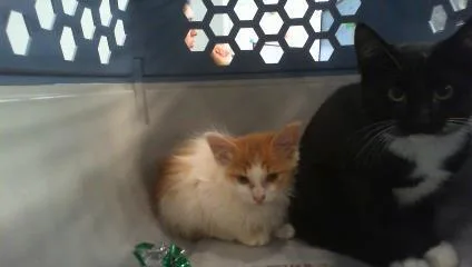 A baby small-sized female Domestic Medium Hair cat named A for adoption in Charlotte, NC