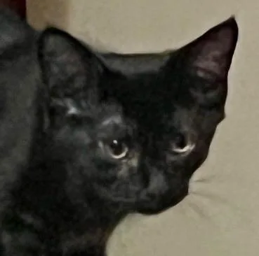 A baby medium-sized female Domestic Short Hair cat named Valerie for adoption in Andover, CT