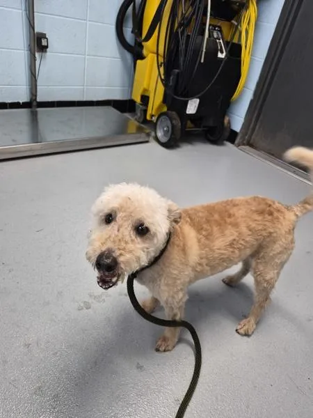 An adult small-sized male Airedale Terrier dog named Pen C Shug for adoption in Lawrenceville, GA