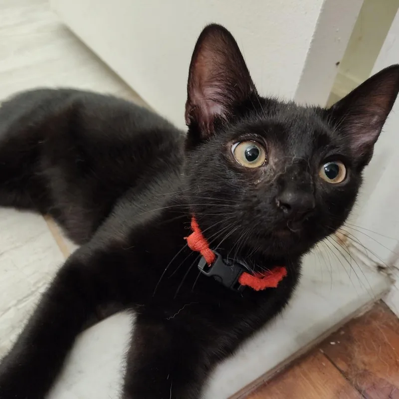 A young small-sized male Black Domestic Short Hair cat named Ragnar Berkeley for adoption in Merrifield, VA