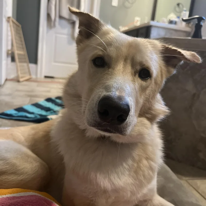 An adult medium-sized male White / Cream Shepherd dog named Coco for adoption in Kingwood, TX