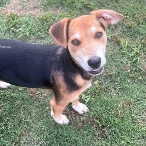 A baby medium-sized male Bicolor Mixed Breed dog named Gibson for adoption in Tunica, MS