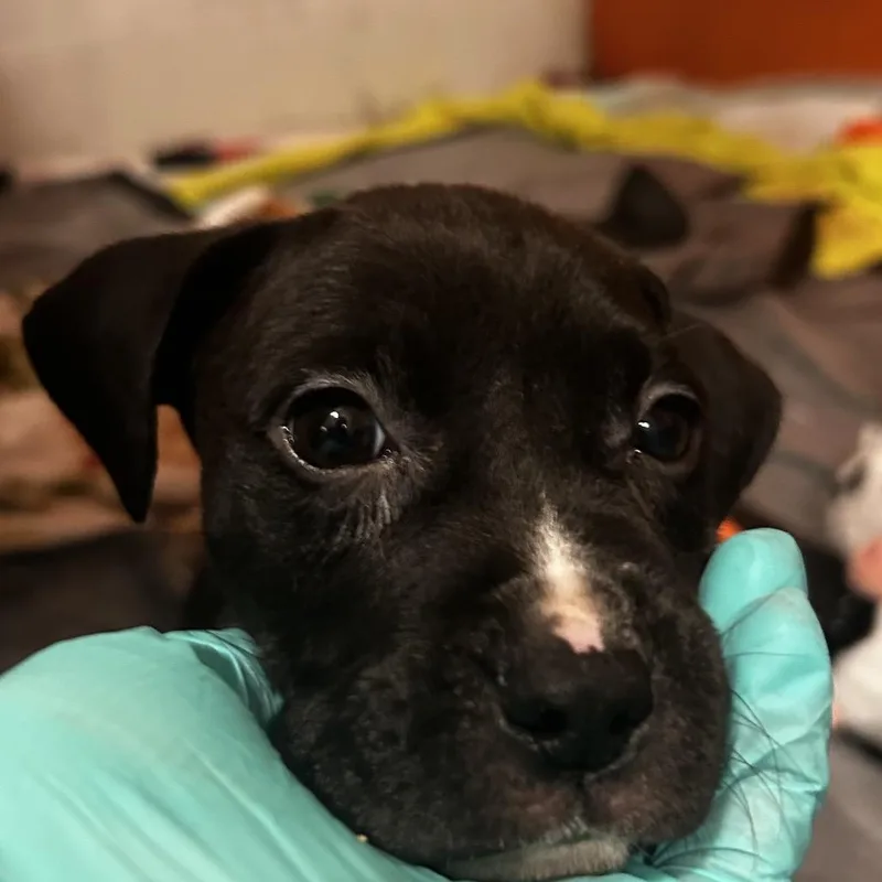 Zebra Cake thumbnail 3