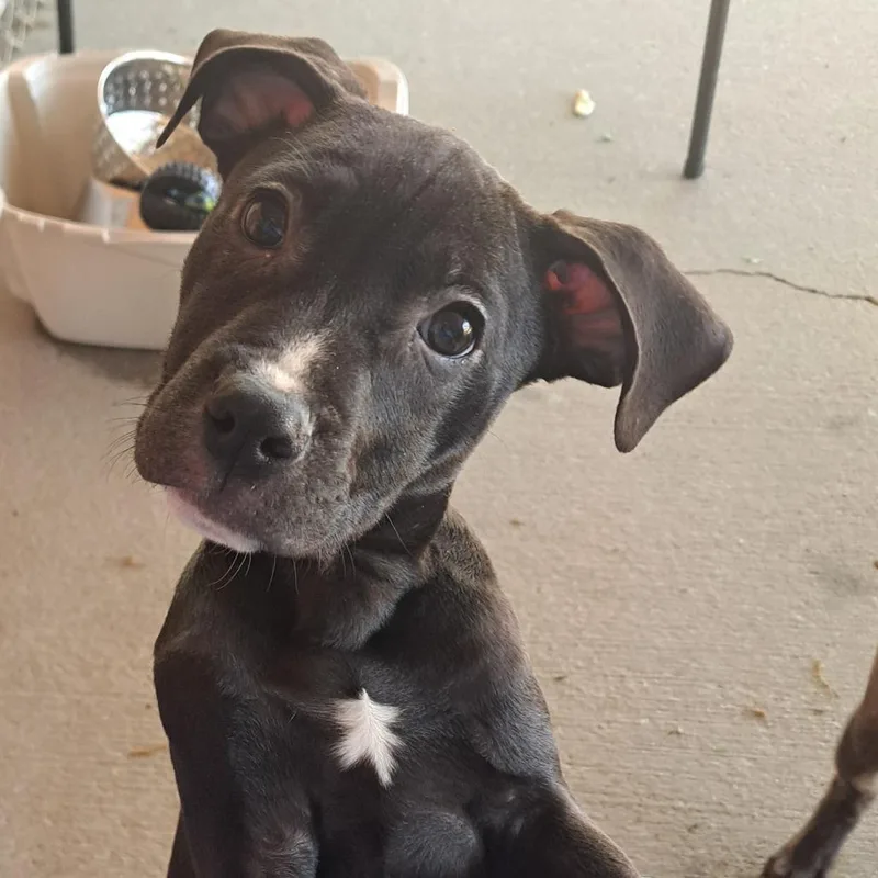 Zebra Cake thumbnail 5