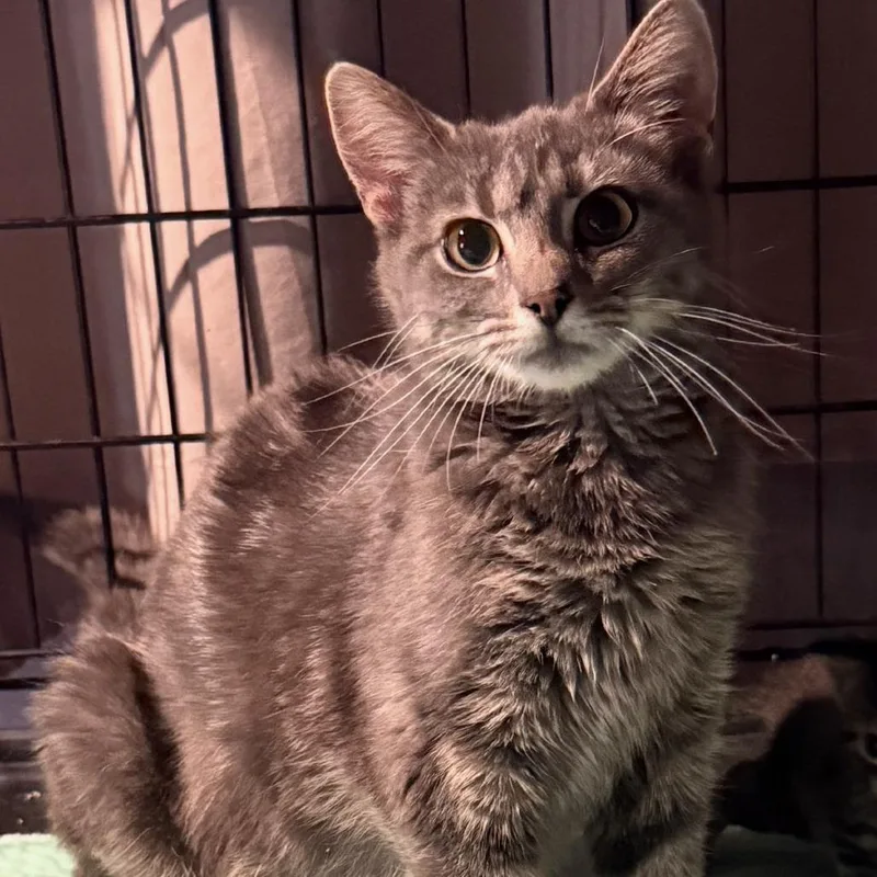 A young small-sized female Gray / Blue / Silver Domestic Short Hair cat named Skidamama for adoption in Richmond, IN