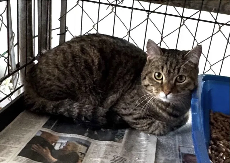 A young medium-sized male Tabby cat named Felix for adoption in Apollo, PA