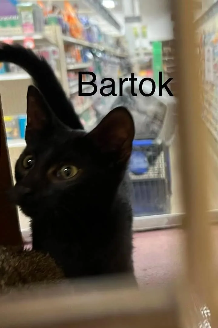 A young medium-sized male Black Domestic Short Hair cat named Bartok for adoption in Port Lavaca, TX