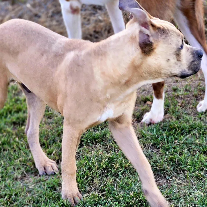 Ford_really Good Boy thumbnail 2