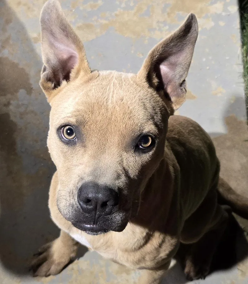 Ford_really Good Boy thumbnail 3