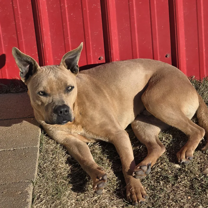 Ford_really Good Boy thumbnail 4