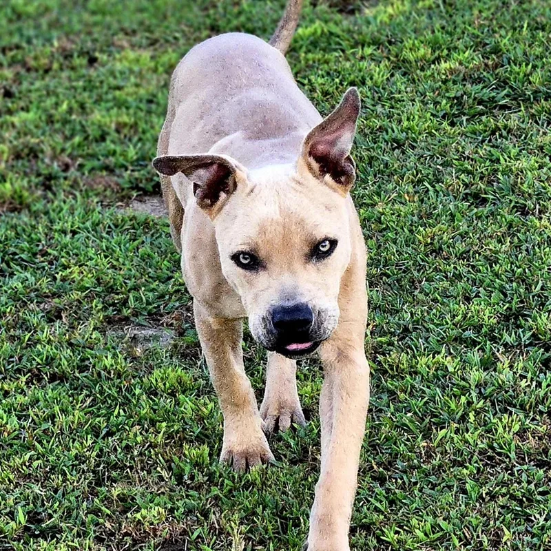 Ford_really Good Boy