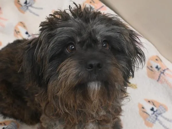 An adult small-sized male Terrier dog named Willow for adoption in Portland, OR