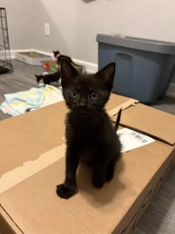A baby small-sized female Domestic Short Hair cat named Ember for adoption in Orlando, FL
