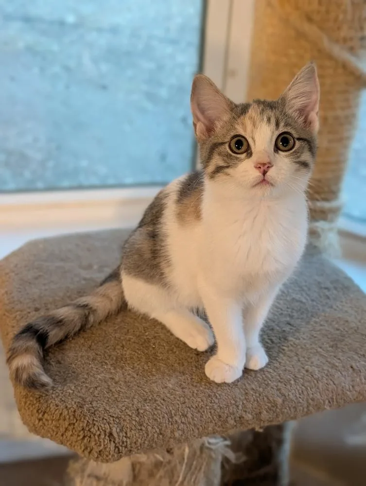 A baby small-sized female Domestic Short Hair cat named Ethel for adoption in Dallas, TX