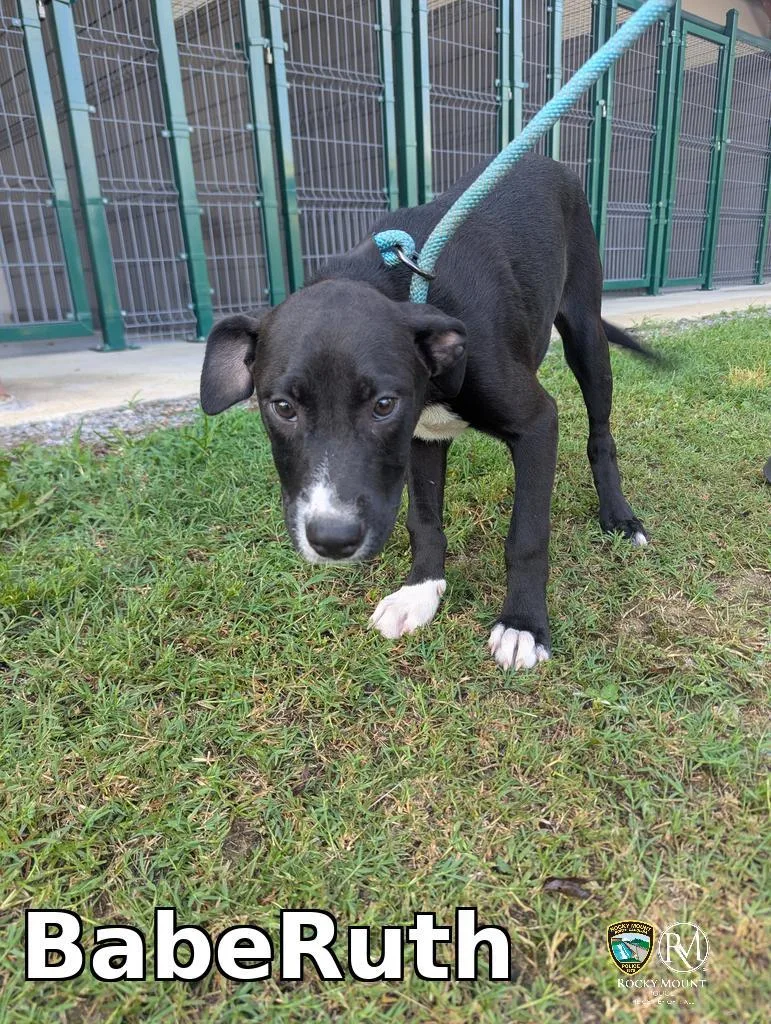 A baby medium-sized male Pit Bull Terrier dog named BabeRuth for adoption in Rocky Mount, NC