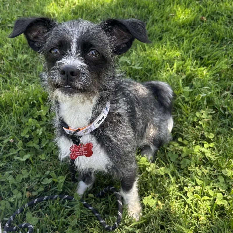 A young small-sized female Black Miniature Poodle dog named Peg for adoption in Oceanside, CA