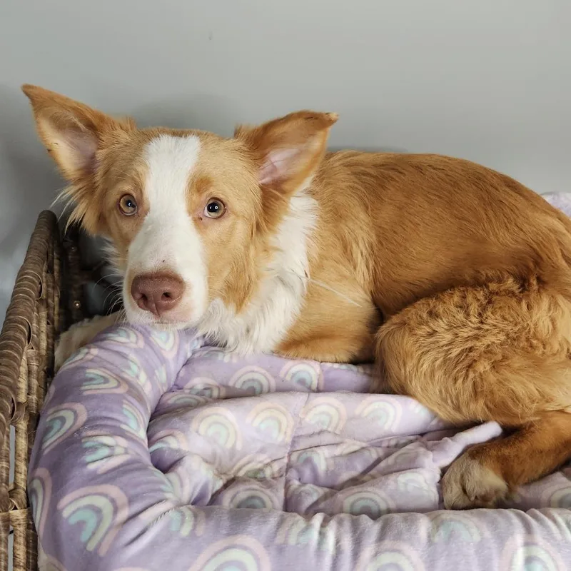 A young medium-sized female Yellow / Tan / Blond / Fawn Border Collie dog named Get Down From There for adoption in Fort Wayne, IN