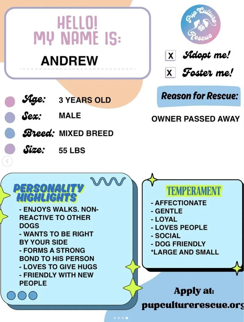 An adult medium-sized male White / Cream Cattle Dog dog named Andrew for adoption in Pasadena, CA