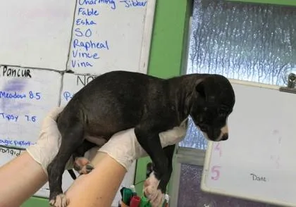 A baby medium-sized male Terrier dog named Waffles for adoption in Picayune, MS