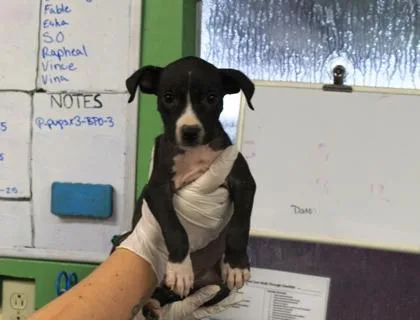 Waffles thumbnail 2
