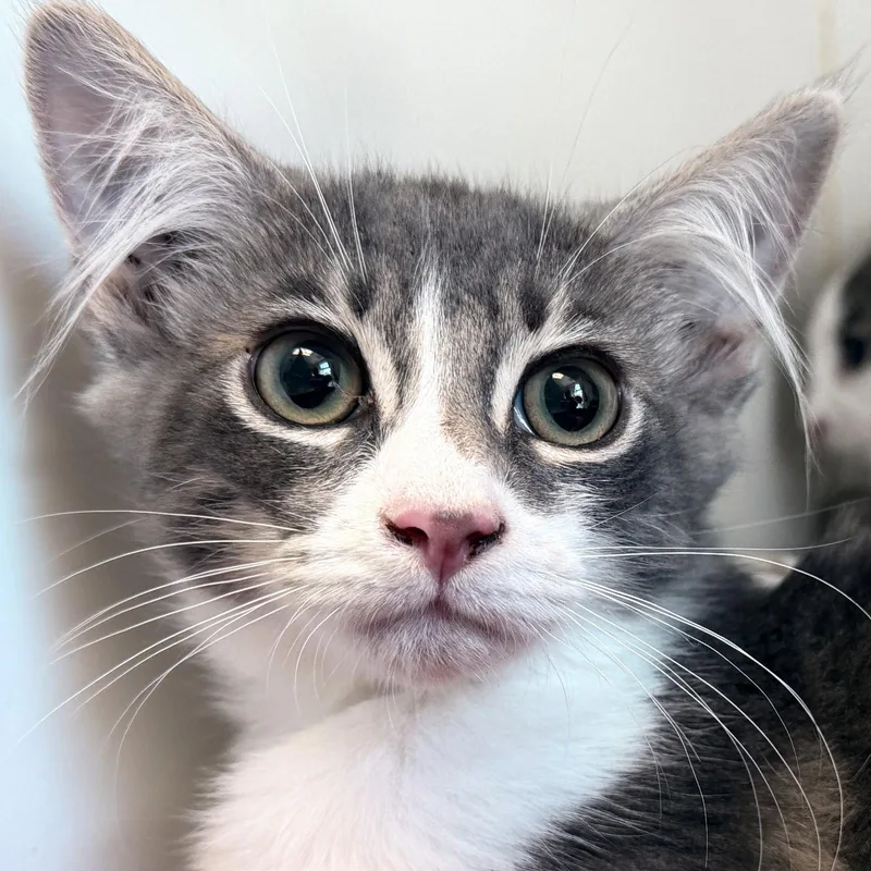A baby small-sized male Gray & White Domestic Medium Hair cat named Jungkook for adoption in Oakland, CA