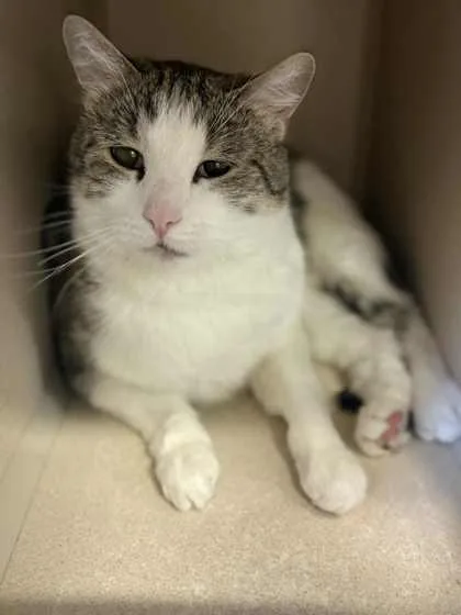 An adult medium-sized male Domestic Short Hair cat named Milo for adoption in Bowling Green, KY