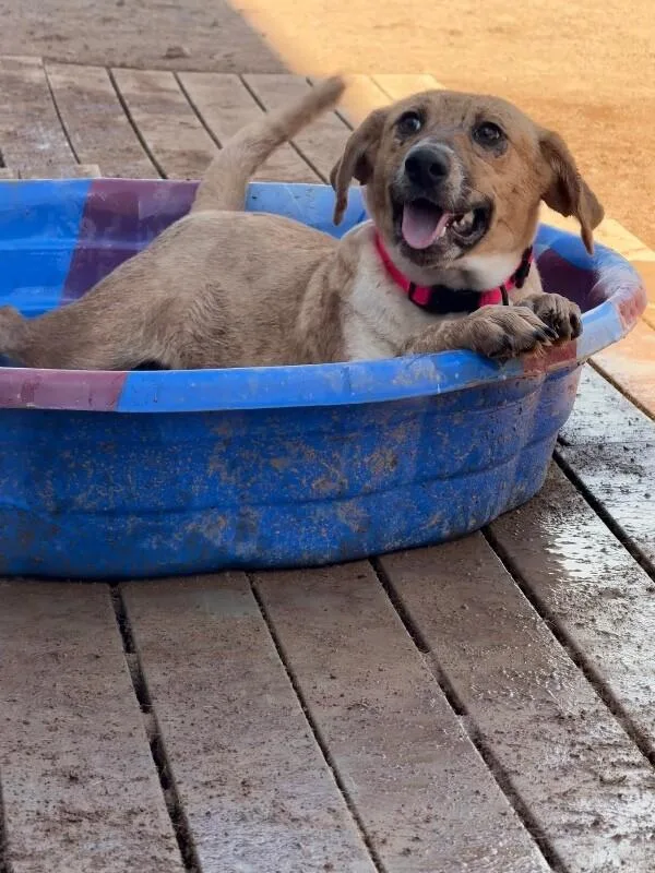 A young small-sized female Brown / Chocolate Mixed Breed dog named Bubbles for adoption in Hobbs, NM